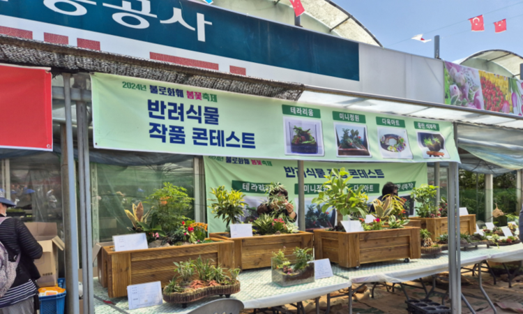 대구 불로화훼 가을꽃 축제에서 잊지 못할 추억 만들어 보세요