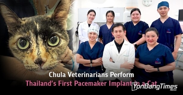 쭐랄롱꼰 대학교 수의학팀, 태국 최초로 고양이 심박동기 삽입 수술 성공
