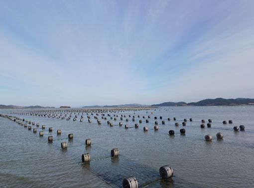 ▲ 전남 신안군, 전국 최초 김산업 진흥구역 지정 공모사업 선정